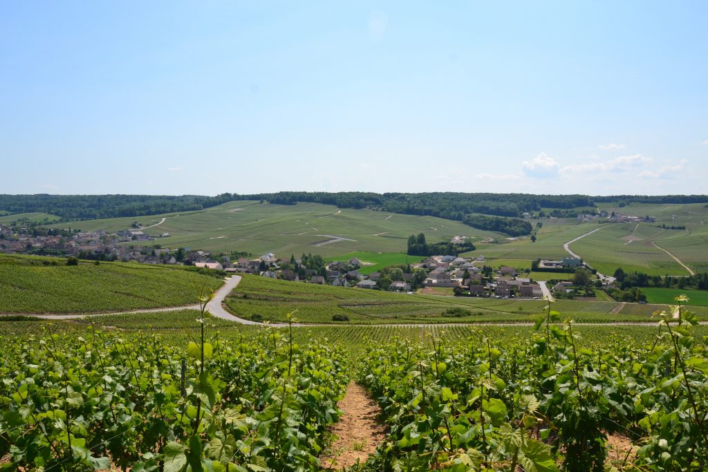Vignes de Chavot-Courcourt